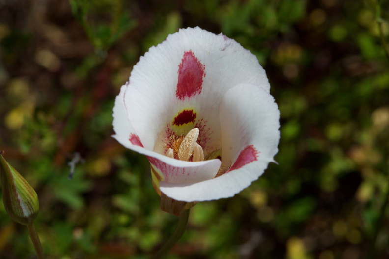 Butterfly Mariposa Lily