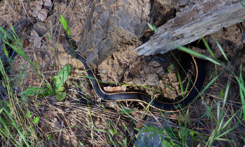 Striped Racer on the Walsh Peak Trail