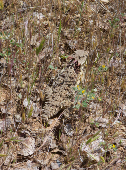 A well-disguised Horned Lizard, on Pacheco Ridge Road
