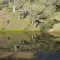 Tule Pond