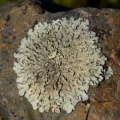 Lichen near Rodeo Pond