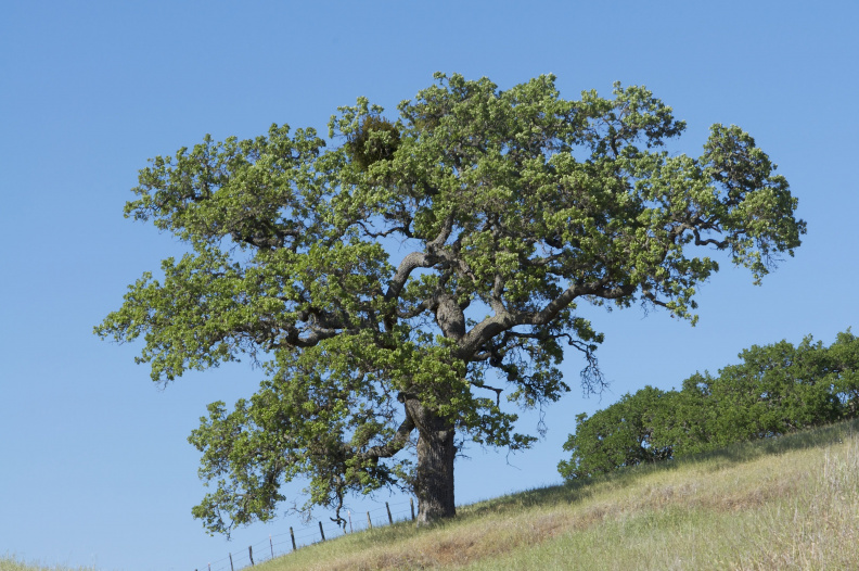 One of Coe's iconic oaks, off Coit Road, near Mahoney Meadows