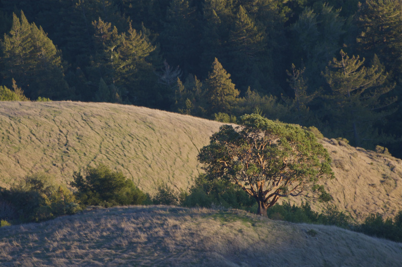 The "Lone Madrone" from the Vista Point, shortly before sunset