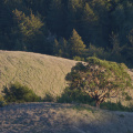 The "Lone Madrone" from the Vista Point, shortly before sunset