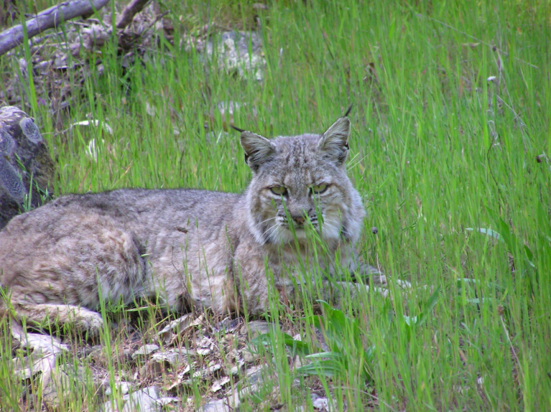 Wild bobcat, Henry Coe State Park