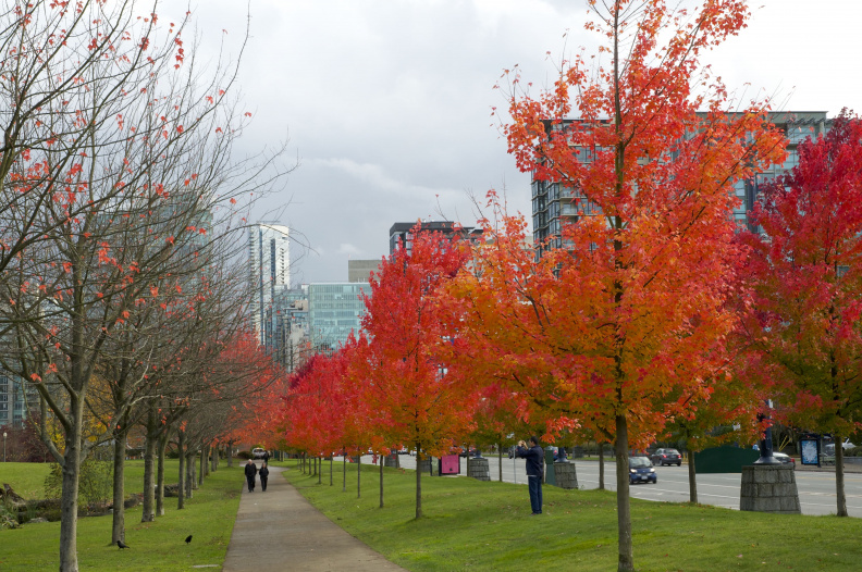 "Autumn in Vancouver"