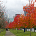"Autumn in Vancouver"