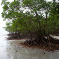Mangroves on the Beach