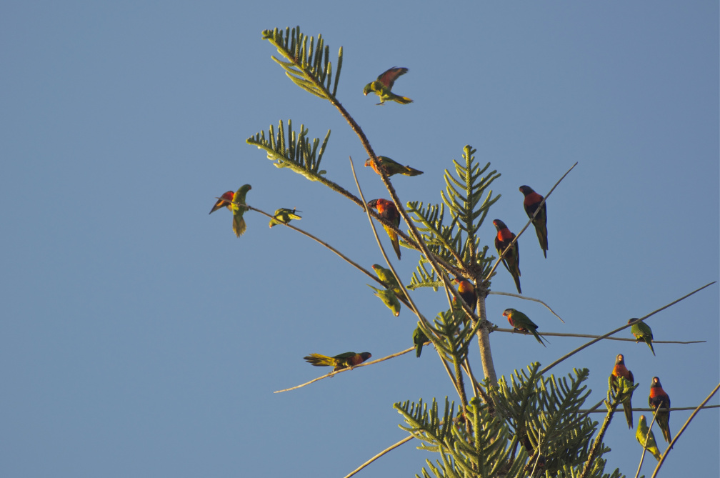 Rainbow Lorikeets perched atop a Norfolk Pine tree, Burleigh Heads, Queensland
