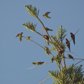 Rainbow Lorikeets perched atop a Norfolk Pine tree, Burleigh Heads, Queensland
