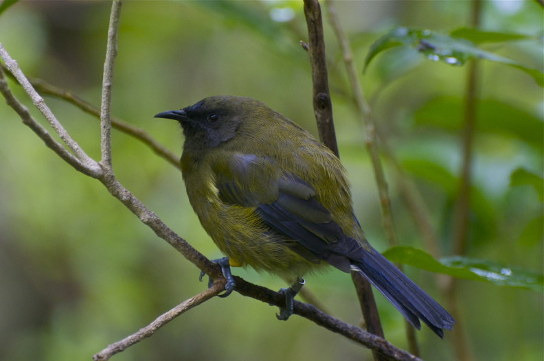 Bellbird, Tiritiri Matangi Island