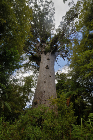 "Tane Mahuta", Waipoua Forest, Northland
