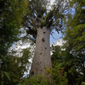 "Tane Mahuta", Waipoua Forest, Northland