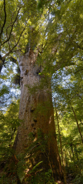 "Yakas Tree", Waipoua Forest, Northland