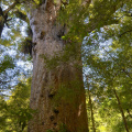 "Yakas Tree", Waipoua Forest, Northland