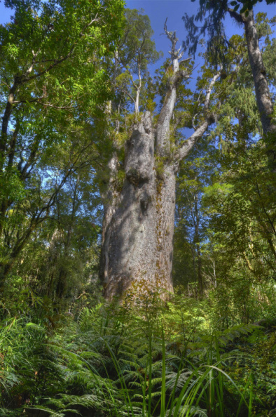 "Te Matua Ngahere", Waipoua Forest, Northland