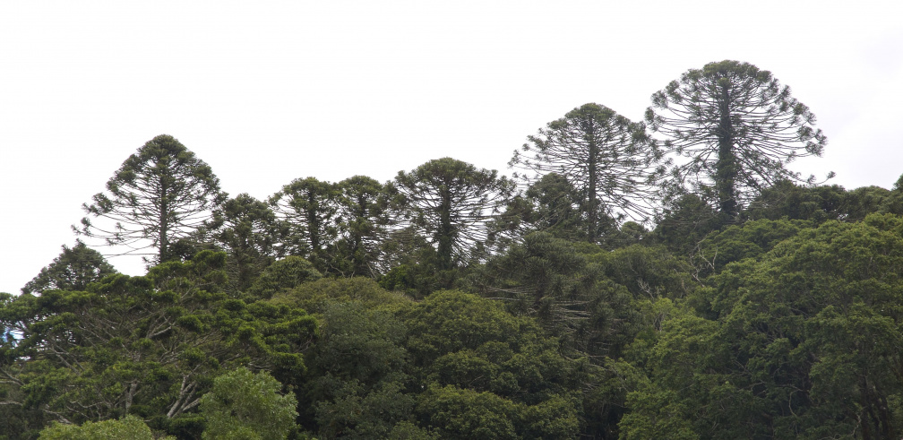 Bunya Pines, Bunya Mountains National Park, Queensland