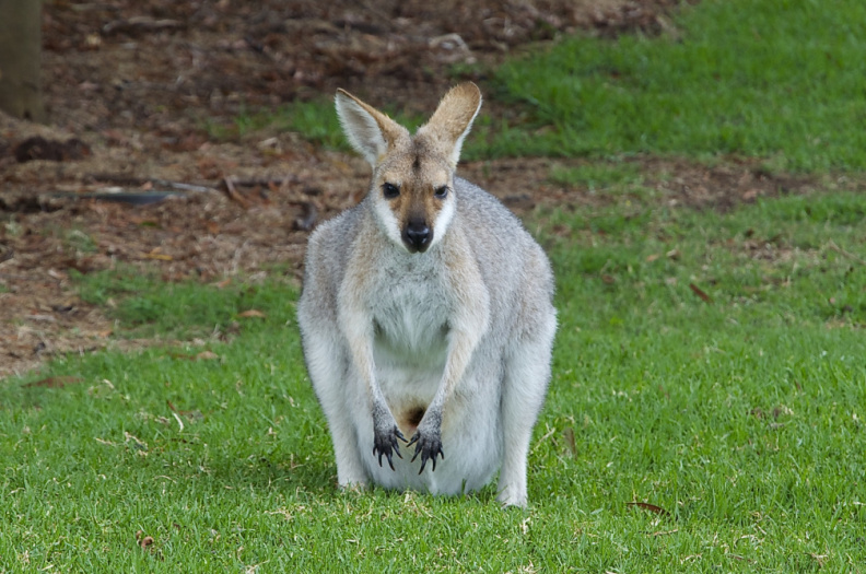 Wallaby (with joey in pouch), Bunya Mountains National Park, Queensland