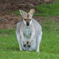 Wallaby (with joey in pouch), Bunya Mountains National Park, Queensland