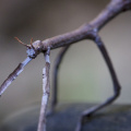 Stick Insect, Springbrook National Park (Mount Cougal section), Queensland