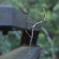 Stick Insect, Springbrook National Park (Mount Cougal section), Queensland