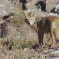 Coyote near Grand Canyon West