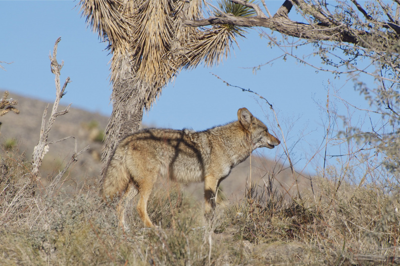 (the same) Coyote near Grand Canyon West