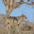 (the same) Coyote near Grand Canyon West