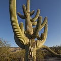 Saguaro National Park (East District), near Tucson