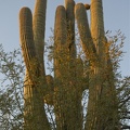Saguaro National Park (East District), near Tucson