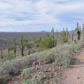 McDowell Mountain Regional Park, near Phoenix