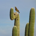 Hawk on a Cactus (McDowell Mountain Regional Park)