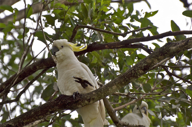 Sulphur-Crested Cockatoo, Cedar Vale, Queensland