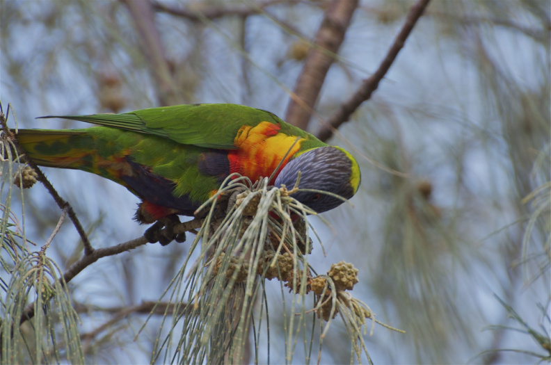 Rainbow Lorikeet, Burleigh Heads, Queensland