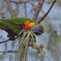 Rainbow Lorikeet, Burleigh Heads, Queensland