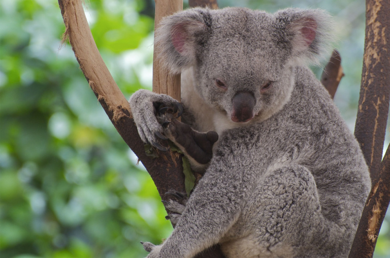 Koala, Lone Pine Sanctuary, Brisbane, Queensland