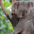 Koala, Lone Pine Sanctuary, Brisbane, Queensland