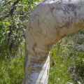 No, not a tattood leg, but natural markings on a gum (eucalyptus) tree (near the [-34,150] degree confluence point), N.S.W.