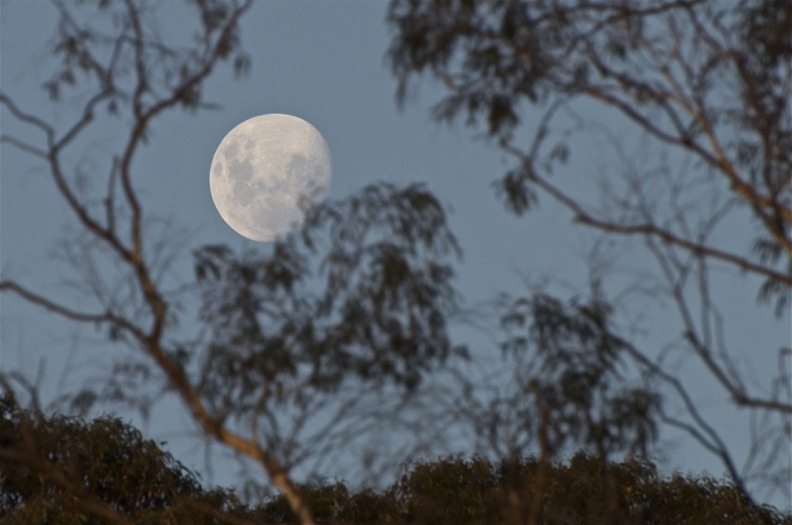 "Moon in the gum trees" - Blue Mountains National Park, New South Wales