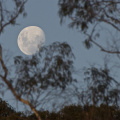 "Moon in the gum trees" - Blue Mountains National Park, New South Wales