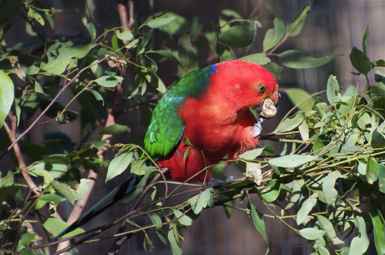 Australian King Parrot, Currumbin Wildlife Sanctuary