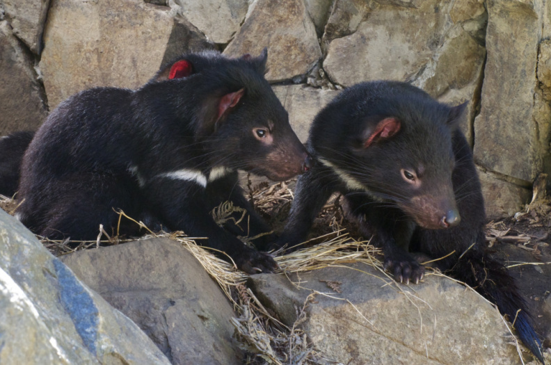 Three young Tasmanian Devils