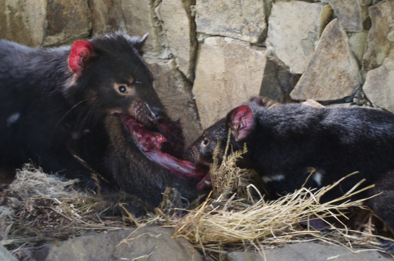 Young Tasmanian Devils feeding