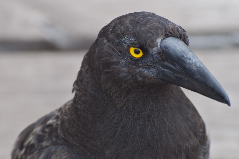Black Currawong - a large crow-like bird, native to Tasmania