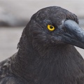 Black Currawong - a large crow-like bird, native to Tasmania