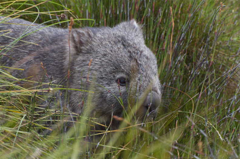 Wombat, Cradle Mountain National Park