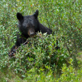Black bear feasting on berries, Jasper National Park, Alberta