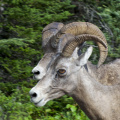 Bighorn Sheep, Jasper National Park, Alberta