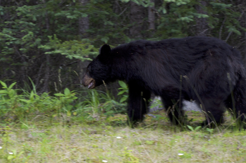 Black bear, Jasper National Park, Alberta