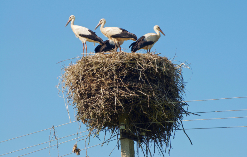 Four storks nesting on top of a power pole